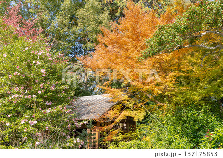 京都 東山泉涌寺別院 雲龍院(瑠璃山)山門脇の紅葉 もみじ 京都 東山泉涌寺別院 雲龍院(瑠璃山)山門脇の紅葉 もみじ 137175853