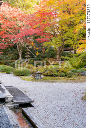 京都 東山泉涌寺(皇室の菩提寺) 御座所庭園 紅葉 築山のもみじ 京都 東山泉涌寺(皇室の菩提寺) 御座所庭園 紅葉 築山のもみじ 137175859