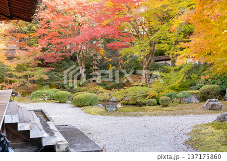 京都 東山泉涌寺(皇室の菩提寺) 御座所庭園 紅葉 築山のもみじ 京都 東山泉涌寺(皇室の菩提寺) 御座所庭園 紅葉 築山のもみじ 137175860