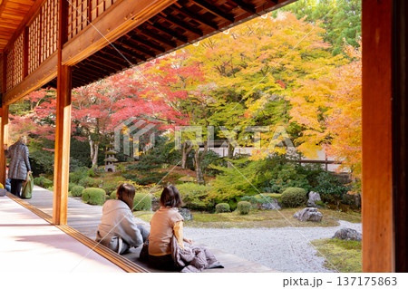 京都 東山泉涌寺(皇室の菩提寺) 御座所庭園 紅葉 築山のもみじ 京都 東山泉涌寺(皇室の菩提寺) 御座所庭園 紅葉 築山のもみじ 137175863