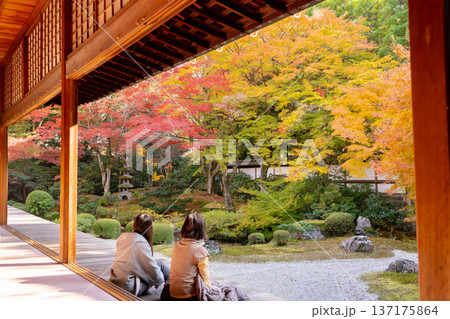 京都 東山泉涌寺(皇室の菩提寺) 御座所庭園 紅葉 築山のもみじ 京都 東山泉涌寺(皇室の菩提寺) 御座所庭園 紅葉 築山のもみじ 137175864