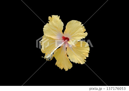 Yellow Hibiscus Flower 137176053