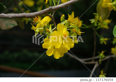 Ochna integerrima Lour. Merr. yellow flower 137176059