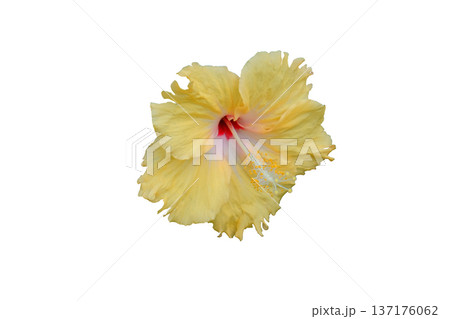 Yellow Hibiscus Flower 137176062