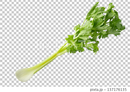透明背景上的芹菜（png） 137176135