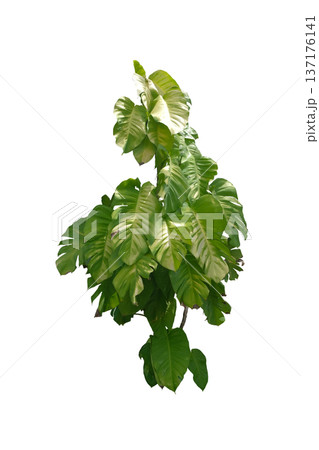 Epipremnum aureum 'Golden Pothos'plant 137176141
