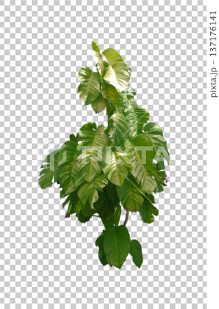 Epipremnum aureum 'Golden Pothos'plant 137176141