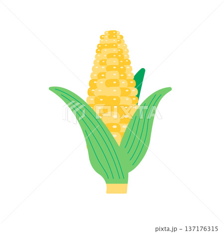 主線なしのフラットなトウモロコシのイラスト 137176315
