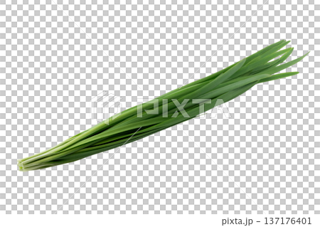 透明背景（png）にニラの束 137176401