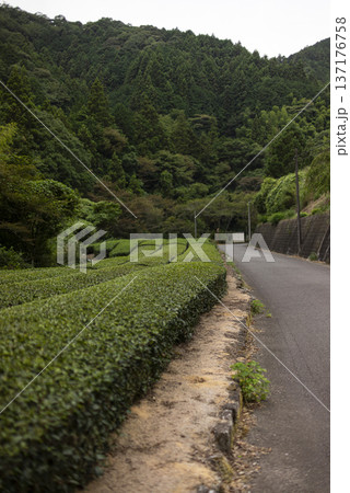 道路横の茶畑 道路横の茶畑 137176758
