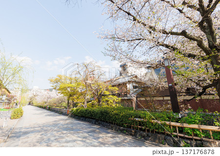 京都・祇園白川と桜 137176878