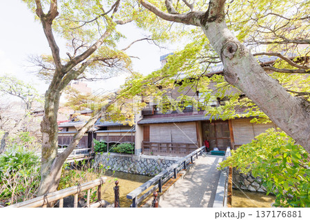 京都・祇園白川と桜 京都・祇園白川と桜 137176881