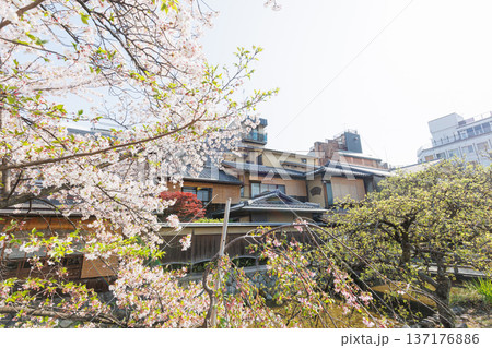 京都・祇園白川と桜 137176886