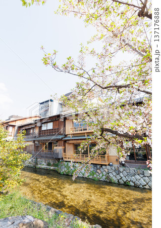 京都・祇園白川と桜 京都・祇園白川と桜 137176888