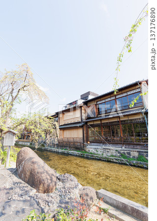 京都・祇園白川と桜 京都・祇園白川と桜 137176890