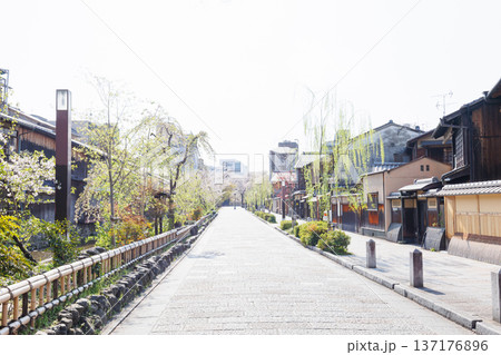 京都・祇園白川と桜 京都・祇園白川と桜 137176896