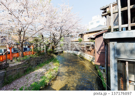 京都・祇園白川と桜 京都・祇園白川と桜 137176897