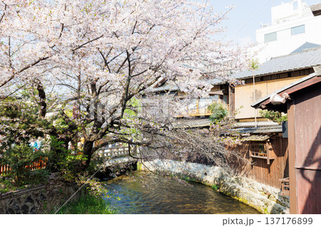 京都・祇園白川と桜 京都・祇園白川と桜 137176899