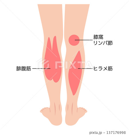 ふくらはぎの筋肉 腓腹筋 ヒラメ筋 下腿三頭筋 ふくらはぎの筋肉 腓腹筋 ヒラメ筋 下腿三頭筋 137176998