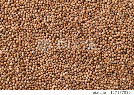 Close up of coriander seeds texture for background, Thai food ingredients Close up of coriander seeds texture for background, Thai food ingredients 137177059