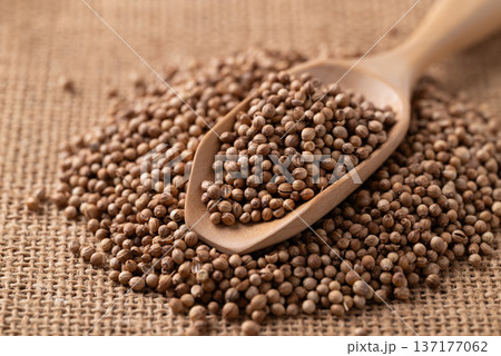 Coriander seeds in a wooden spoon, Thai food ingredients 137177062
