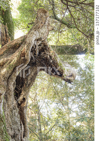 あんばさま 大杉神社 あんばさま 大杉神社 137177182