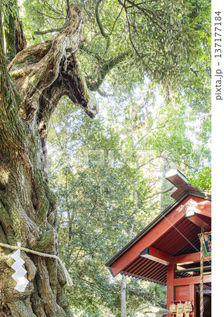 あんばさま 大杉神社 あんばさま 大杉神社 137177184