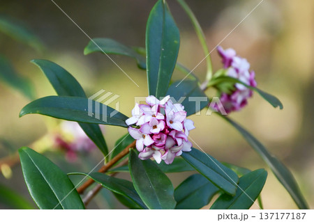 ジンチョウゲ　Winter Daphne 137177187