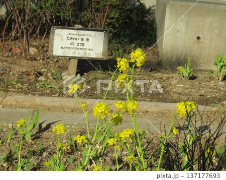 こじま花の会花畑に咲く菜の花 137177693