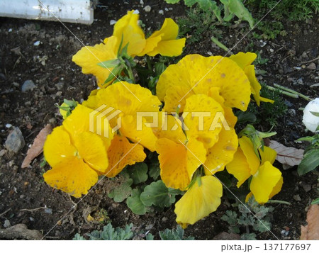 散歩行きビオラの花に迎えられ 137177697