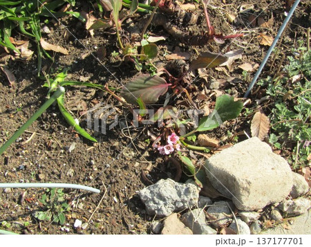 可愛い紫色の小さな花はヒマラヤユキノシタの花 可愛い紫色の小さな花はヒマラヤユキノシタの花 137177701