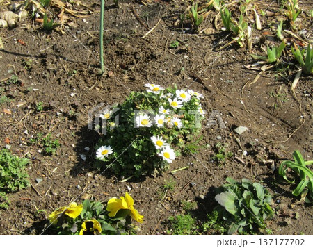 ノースポールの白い花 137177702