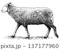 ペン画の羊 137177960