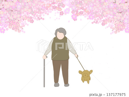 顔無し老人が満開の桜の木の下を犬と散歩しているカラーイラスト 137177975