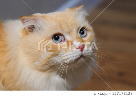 Attentive domestic cat close up indoors with folded ears and blue eyes calmly watching surroundings, focused and curious pet portrait. 137178128