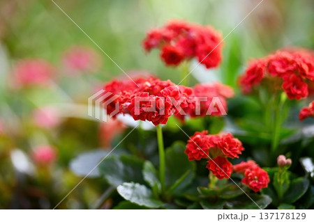 Red kalanchoe blossfeldiana plant in bloom. Vibrant flaming katy with green succulent leaf. Beautiful floral close up for nature or garden decor. 137178129
