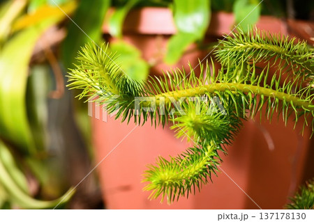 Exotic huperzia squarrosa plant with green needle leaf in pot. Rare epiphytic tassel fern also known as lycopodium squarrosum close up. Vibrant foliage. 137178130