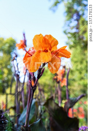 Single orange Canna Wyoming flower against lush green foliage background, tropical ornamental plant with vibrant petals photographed outdoors in natural light Single orange Canna Wyoming flower against lush green foliage background, tropical ornamental plant with vibrant petals photographed outdoors in natural light 137178133