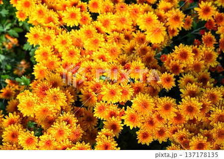 Mass of Sunbeam Flame chrysanthemum blossoms filling the frame. Expressive yellow orange floral background suitable for seasonal design use. 137178135