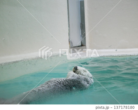 目をつむって気持ちよさそうなラッコ 目をつむって気持ちよさそうなラッコ 137178180