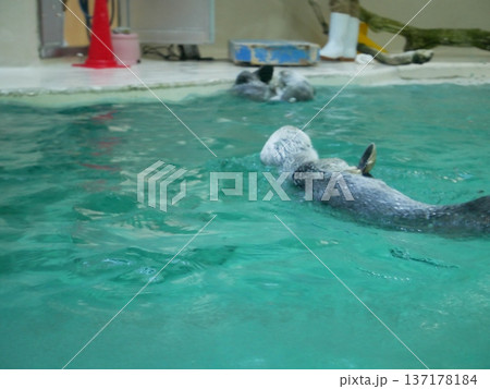 水面に浮かぶ二匹のラッコ 水面に浮かぶ二匹のラッコ 137178184