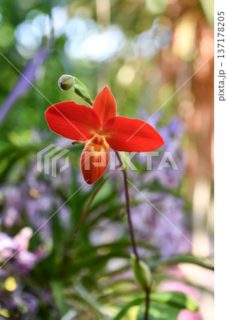 フラグミペディウム・ベッセアエ　Phragmipedium besseae 137178205