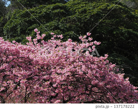 山の中に咲くピンク色の桜 137178222