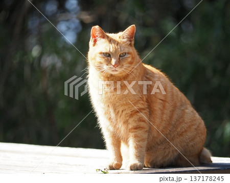 見つめる猫 137178245
