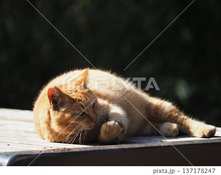 ベンチで眠る猫 137178247