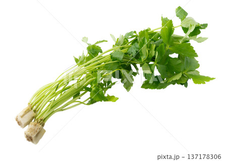透明背景(png)に三つ葉の束 透明背景(png)に三つ葉の束 137178306