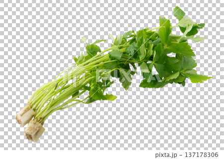 透明背景(png)に三つ葉の束 透明背景(png)に三つ葉の束 137178306