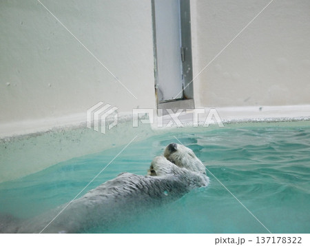 目をつむって気持ちよさそうな可愛いラッコ 目をつむって気持ちよさそうな可愛いラッコ 137178322
