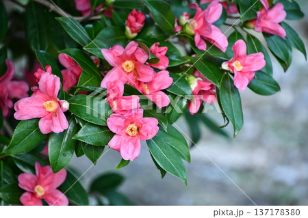 椿「紅侘助」 Camellia 'Beniwabisuke' 椿「紅侘助」 Camellia 'Beniwabisuke' 137178380
