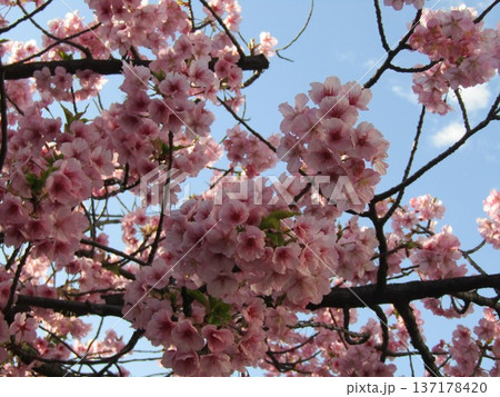 咲き進む稲毛海岸駅前河津桜の桃色の花 137178420